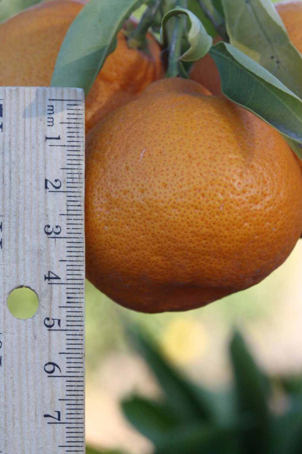              Fruit (Riverside, CA)       